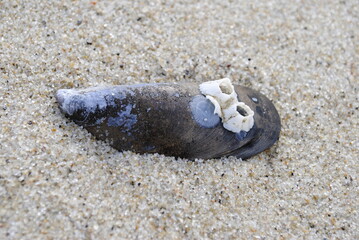Crab claw detached from crab body still clutching onto slipper shell close up macro on fine sand