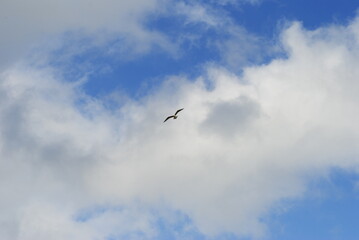 Seagull flying against a blue sky with fluffy clouds.