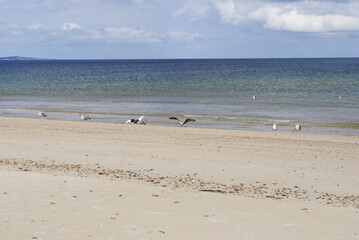 Fototapeta na wymiar Seagulls sitting on the beach by the water's edge, one with large open wingspan