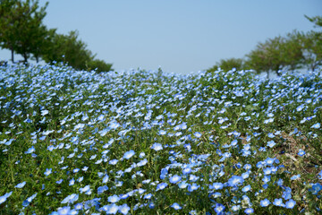 Nemophila Field of Maishima Seaside Park in Osaka, Japan