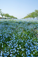 Nemophila Field of Maishima Seaside Park in Osaka, Japan