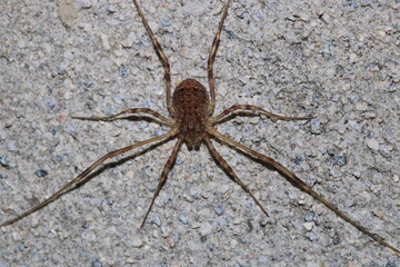 natural opilio dinaricus spider photo