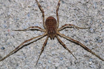 natural opilio dinaricus spider photo