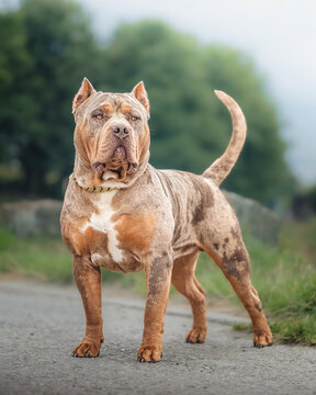 Merle American XL Bully stacked