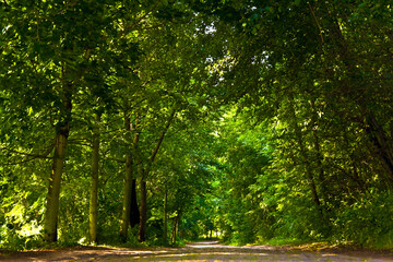 Obraz premium Parkweg