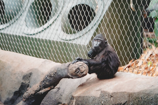 Monkey Waiting Patiently Next To Tree