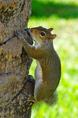 View of a squirrel on a palm tree in Florida