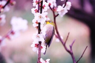 梅の花の蜜を吸うメジロ