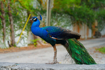 Fototapeta premium Colorful green and blue male peacock bird on the street in Coconut Grove, Florida