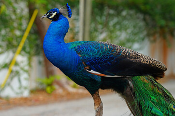 Colorful green and blue male peacock bird on the street in Coconut Grove, Florida