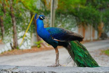 Colorful green and blue male peacock bird on the street in Coconut Grove, Florida