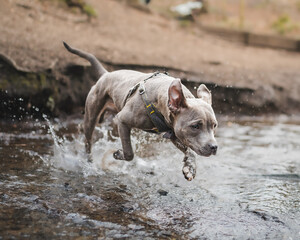 dog running through water