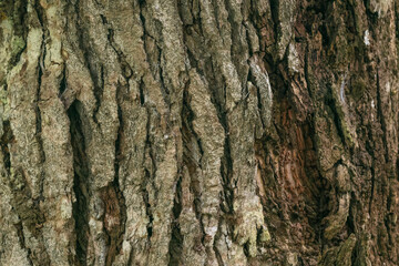 sick cocoa, cocoa witch, cocoa disease on Brazilian farm