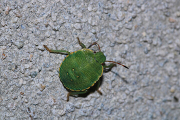 Halyomorpha Halys insect macro photo