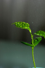 fauna silvestre