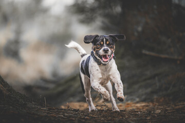 jack russell terrier running in the woods