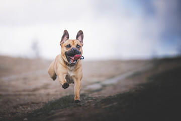 dog on the beach