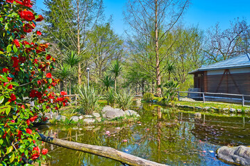 Blooming camellia and palms on the pond in Camellia Park, Locarno, Switzerland