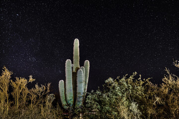 Cactus at night