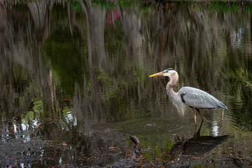 Great blue heron hunting in a in a South Carolina swamp