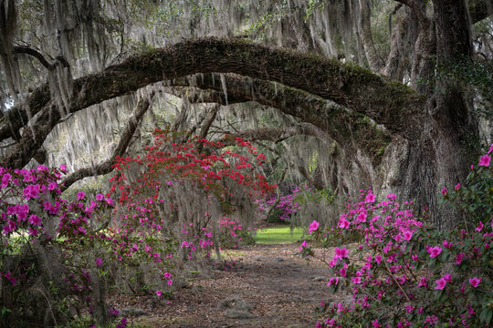 Southern Live Oak Trees With Their Branches Covered In Spanish Moss With Azaleas Blooming On The Bushes