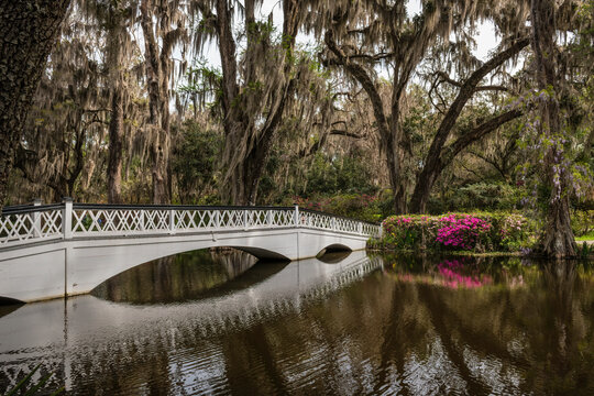 White bridge reflected in the water of a swamp surrounded by trees covered in Spanish Moss