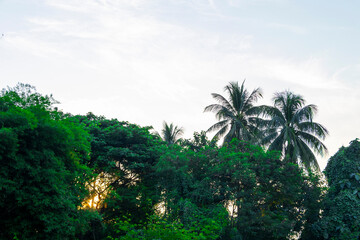 Fototapeta na wymiar The sun rises behind the line tree Tropical style along the morning sky.
