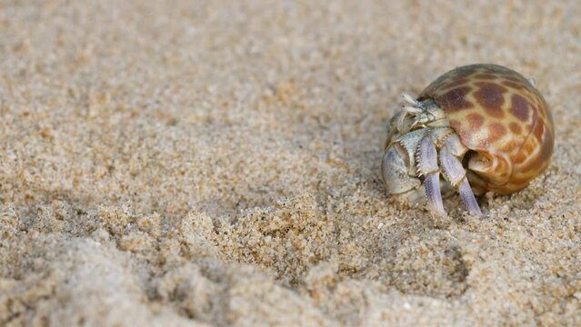 Marine hermit crabs carry mobile shelters calcified snail shells. Feeler on sand beach. Eye and head, leg, animals in wild. Summer in tropic. Shell as mobile safety home. Cancer hermit crawls
