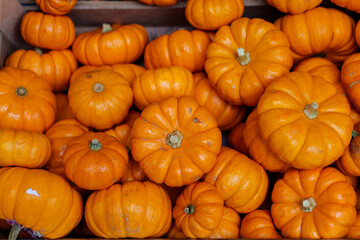Decorative orange pumpkins on display at the market. Harvesting, Halloween and Thanksgiving concept. High-quality photo