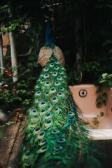 Obraz premium peacock with feathers 
