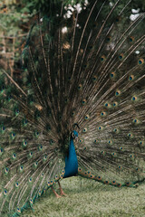 Obraz premium peacock with feathers 