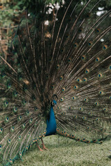 Fototapeta premium peacock with feathers 