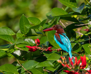 White-throated kingfisher