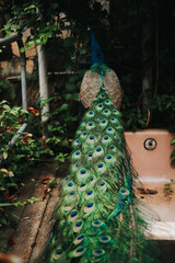Obraz premium peacock with feathers 