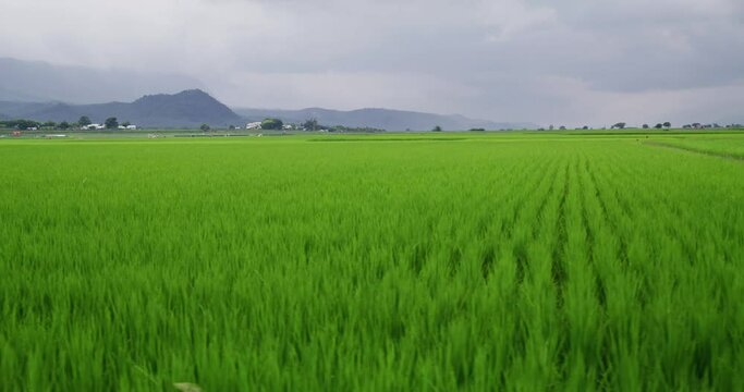 Paddy rice field in Yuli of Hualien at Taiwan