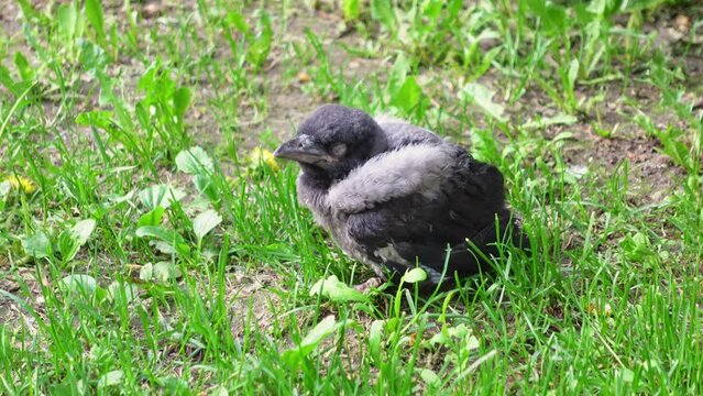 Scared crow chick that has fallen out of the nest is sitting in the grass on ground and watching warily, close up, side view. Some baby birds take a tumble before it is time to takeoff.