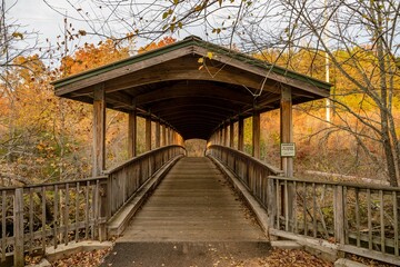 Fototapeta premium a walk in fall in north carolina