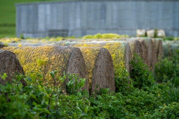 hay and silage in a stack yard. bales of hay with grass sprouting in top. old  bales rotting on a farm