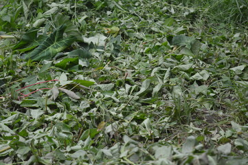 cut grass and plants background