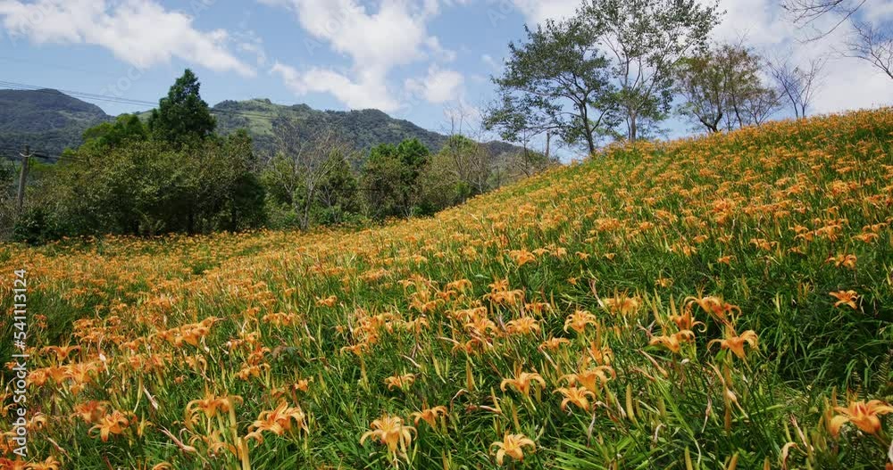 Sticker Daylily flower field in Taimali Kinchen Mountain in Taitung of Taiwan