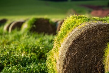 bales of hay. bales of silage. haystack on a ranch in spring