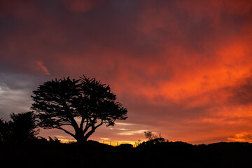 Silhouette of Tree Along California Coast