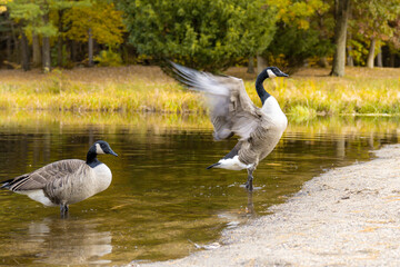 Fototapeta premium country goose on the lake flapping wings
