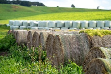 silage and hay fodder in a storage yard on a farm and ranch. animal feed to be fed to animals
