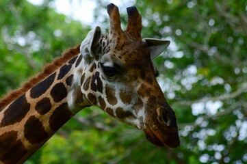 Face of a giraffe against a blurry leaves background, closeup shot © Illusionist 1188/Wirestock Creators