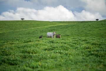 Herefords and Angus cattle grazing on pasture. Cows in a field on top of a hill eating grass, farmed organic and regenerative produced