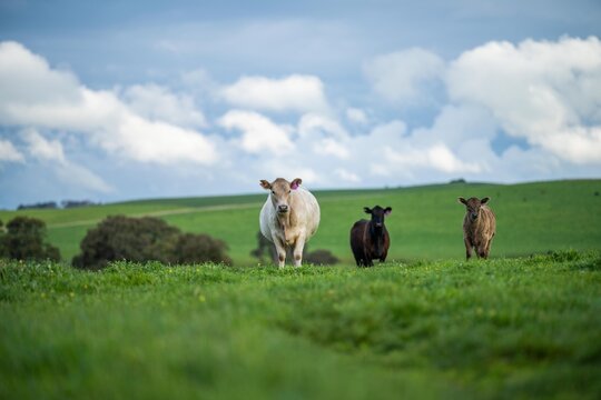 Organic Livestock With Zero Carbon Emissions On A Farm