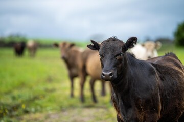 Obraz na płótnie Canvas beef steaks and beef production on a farm. cows on a ranch