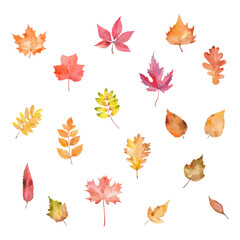Set of colorful autumn leaves. Watercolor vector illustration 