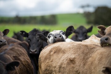 Herefords and Angus cattle grazing on pasture. Cows in a field on top of a hill eating grass, farmed organic and regenerative produced